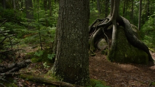 Tree, Woody Plant, Forest, Vascular Plant, Southern Beech, Trees