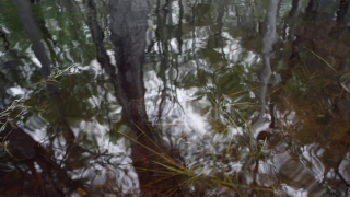 Tree, Woody Plant, Forest, Vascular Plant, Trees, Landscape