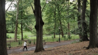 Tree, Woody Plant, Forest, Vascular Plant, Trees, Park