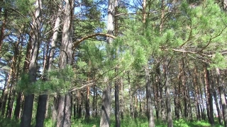 Tree, Woody Plant, Forest, Vascular Plant, Trees, Plant