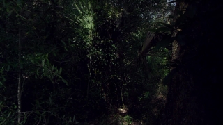 Tree, Woody Plant, Forest, Vascular Plant, Trees, Plant