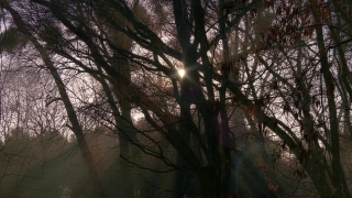 Tree, Woody Plant, Forest, Vascular Plant, Trees, Plant