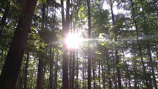 Tree, Woody Plant, Forest, Vascular Plant, Trees, Plant