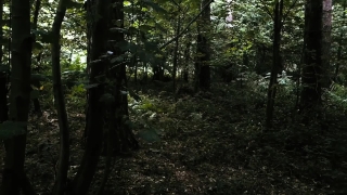 Tree, Woody Plant, Forest, Vascular Plant, Trees, Southern Beech