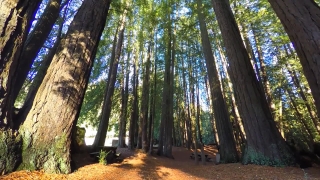 Tree, Woody Plant, Forest, Vascular Plant, Trees, Southern Beech