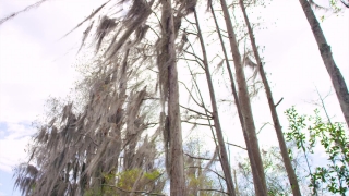 Tree, Woody Plant, Forest, Vascular Plant, Trees, Winter