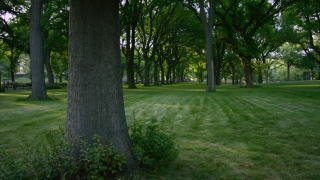 Tree, Woody Plant, Grass, Vascular Plant, Park, Landscape