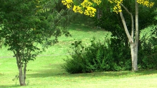 Tree, Woody Plant, Landscape, Plant, Forest, Vascular Plant
