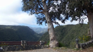 Tree, Woody Plant, Pine, Forest, Snag, Vascular Plant