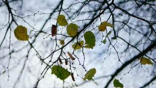 Tree, Woody Plant, Plant, Branch, Leaves, Leaf