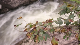 Tree, Woody Plant, Plant, Branch, Vascular Plant, Spring