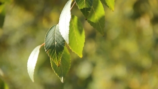 Tree, Woody Plant, Plant, Leaf, Leaves, Vascular Plant