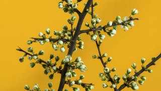 Tree, Woody Plant, Plant, Red Silk-cotton Tree, Branch, Vascular Plant