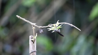 Tree, Woody Plant, Plant, Vascular Plant, Branch, Close