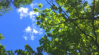 Tree, Woody Plant, Plant, Vascular Plant, Forest, Leaf