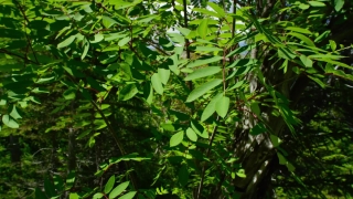 Tree, Woody Plant, Plant, Vascular Plant, Forest, Leaf