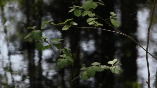 Tree, Woody Plant, Plant, Vascular Plant, Leaf, Forest