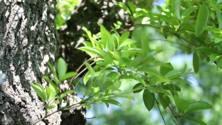 Tree, Woody Plant, Plant, Vascular Plant, Leaf, Leaves