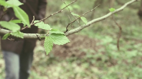 Tree, Woody Plant, Plant, Vascular Plant, Leaves, Alder