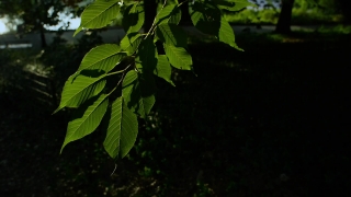 Tree, Woody Plant, Plant, Vascular Plant, Leaves, Leaf