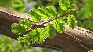 Tree, Woody Plant, Plant, Vascular Plant, Palm, Leaf