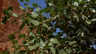 Tree, Woody Plant, Plant, Vascular Plant, Shrub, Leaf