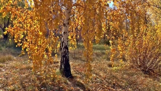 Tree, Woody Plant, Poplar, Forest, Autumn, Fall