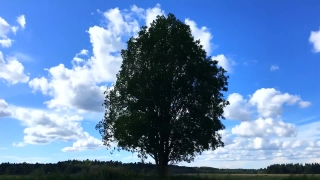 Tree, Woody Plant, Sky, Landscape, Vascular Plant, Grass