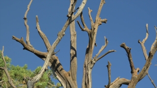 Tree, Woody Plant, Snag, Vascular Plant, Eucalyptus, Sky