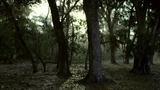 Tree, Woody Plant, Southern Beech, Forest, Vascular Plant, Trees