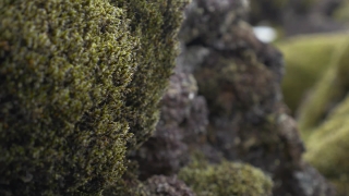Tree, Woody Plant, Stone, Rock, Vascular Plant, Texture