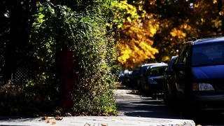 Tree, Woody Plant, Trees, Autumn, Landscape, Fall