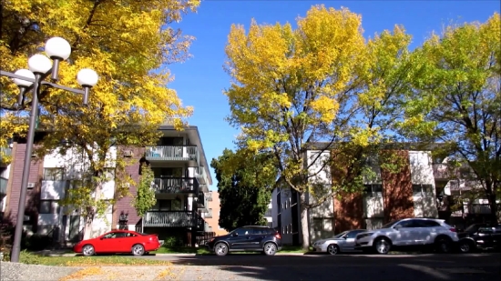 Tree, Woody Plant, Vascular Plant, Autumn, Plant, Landscape