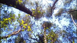 Tree, Woody Plant, Vascular Plant, Cassia, Plant, Forest