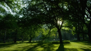 Tree, Woody Plant, Vascular Plant, Forest, Landscape, Park