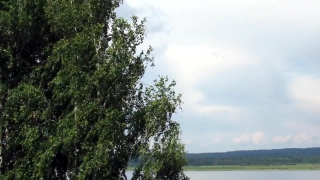 Tree, Woody Plant, Vascular Plant, Forest, Landscape, Plant
