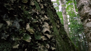 Tree, Woody Plant, Vascular Plant, Forest, Plant, Birch