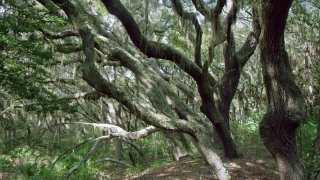 Tree, Woody Plant, Vascular Plant, Forest, Plant, Cork Tree