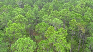 Tree, Woody Plant, Vascular Plant, Forest, Plant, Landscape