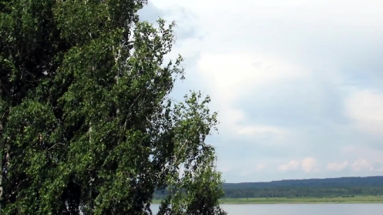 Tree, Woody Plant, Vascular Plant, Forest, Plant, Landscape