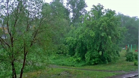 Tree, Woody Plant, Vascular Plant, Forest, Plant, Landscape