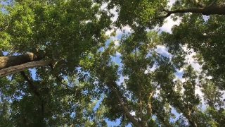 Tree, Woody Plant, Vascular Plant, Forest, Plant, Leaf
