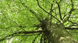 Tree, Woody Plant, Vascular Plant, Forest, Plant, Park