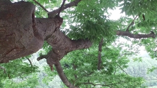 Tree, Woody Plant, Vascular Plant, Forest, Plant, Park