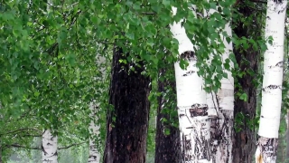 Tree, Woody Plant, Vascular Plant, Forest, Plant, Park