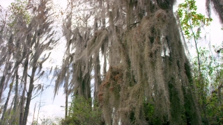 Tree, Woody Plant, Vascular Plant, Forest, Willow, Plant