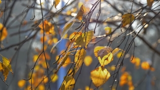 Tree, Woody Plant, Vascular Plant, Gorse, Shrub, Plant