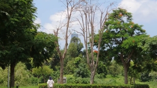 Tree, Woody Plant, Vascular Plant, Landscape, Forest, Trees