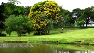 Tree, Woody Plant, Vascular Plant, Landscape, Plant, Grass