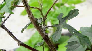 Tree, Woody Plant, Vascular Plant, Plant, Branch, Leaf